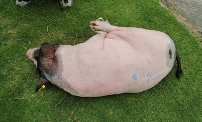 香豬多器官單細(xì)胞懸液怎么制？用單細(xì)胞懸液制備儀