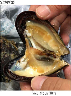 冷凍研磨儀研究告訴你-海虹體內的營養(yǎng)價值及藥用價值有那些？