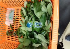 全自動樣品研磨儀研磨降香黃檀樹葉、樹枝