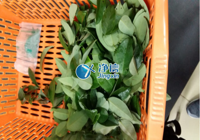 全自動(dòng)樣品研磨儀研磨降香黃檀樹葉、樹枝—上海凈信