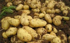 全自動樣品研磨儀對馬鈴薯研磨提取研究更多未發(fā)掘功能